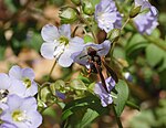 L'échelle de Jacob est une fleur apparaissant dans le village, si celui-ci est bien entretenu.