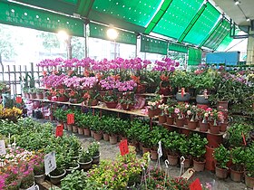Jianguo Holiday Flower Market-04.2023-06-04.jpg