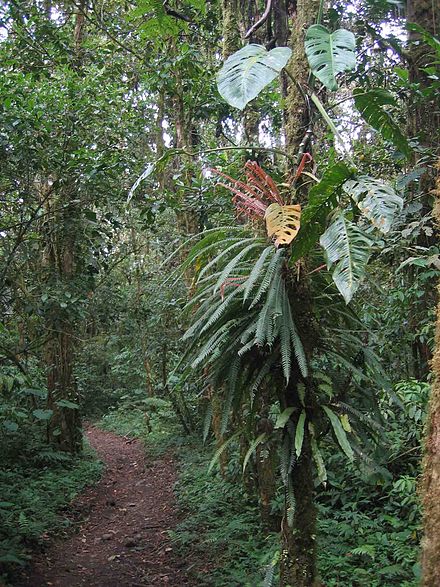 Jungle trail in La Amistad National Park, Panama