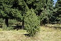 Juniperus communis in natural monument Poledni in 2011 (6).JPG