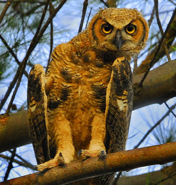 File:Juvenile Great Horned Owl at Fort DeSoto - Flickr - Andrea Westmoreland.jpg