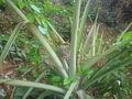 കൈത ചക്ക (Pine Apple)