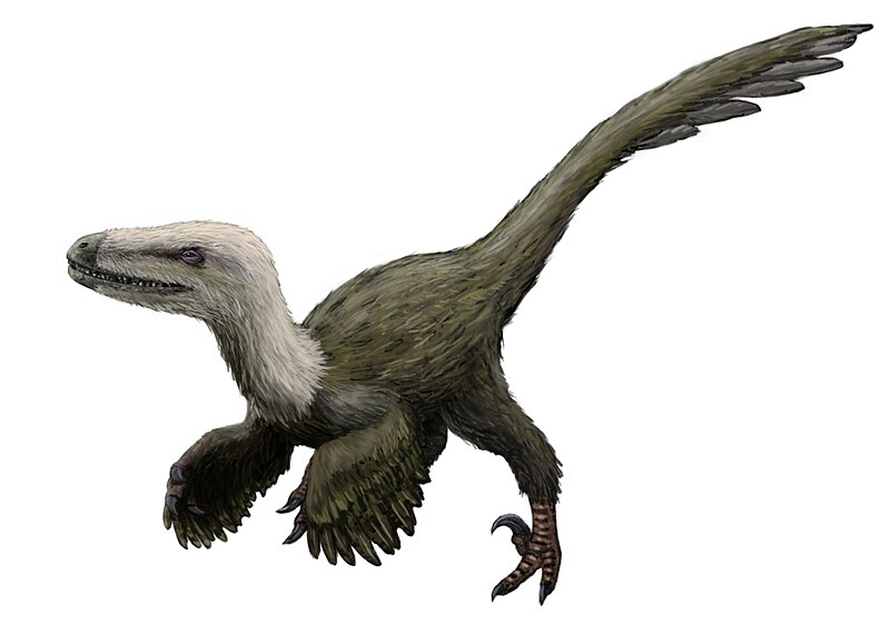 Velociraptor - Wikipedia