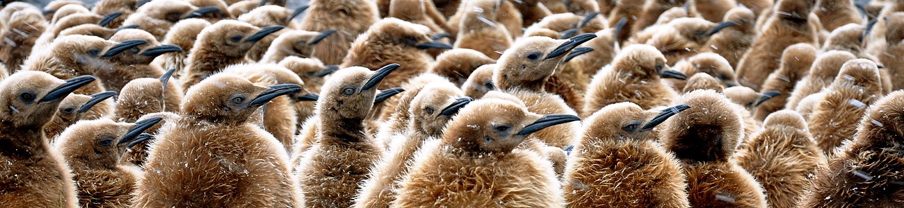 Aptenodytes patagonicus (King Penguins), youngs