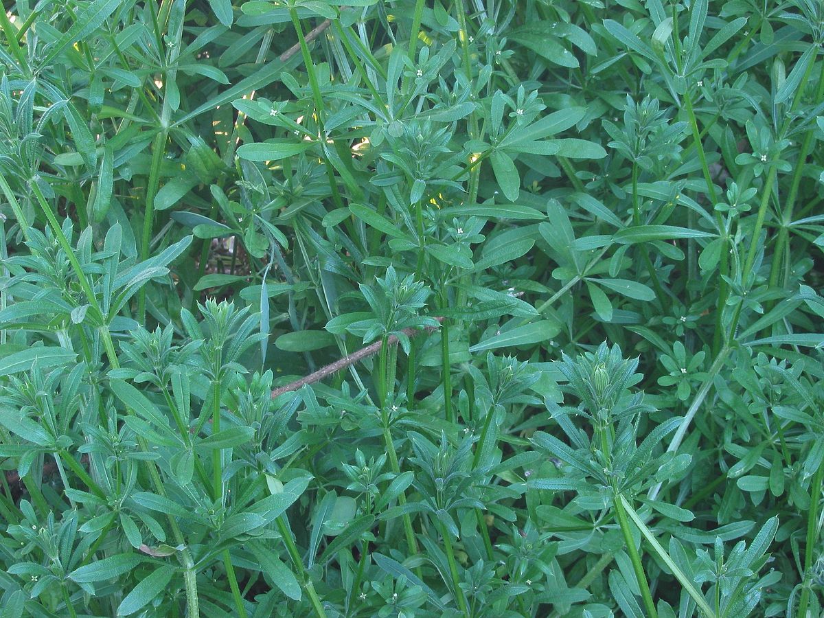 Kleefkruid planten (Galium aparine).jpg