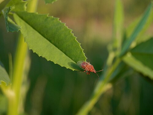 Hemiptera