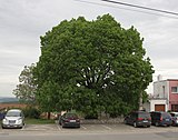 Klentnická lípa, památný strom