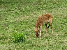 Kobus Megaceros: Descrizione, Distribuzione e habitat, Biologia