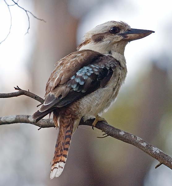 File:Kookaburra portrait.jpg