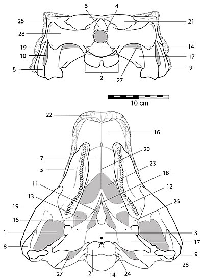 Кости черепа Kunbarrasaurus