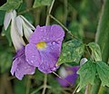 Thunbergia vogeliana