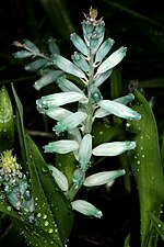 Thumbnail for Lachenalia viridiflora