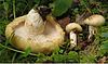 Lactarius tuomikoskii 73818.jpg 