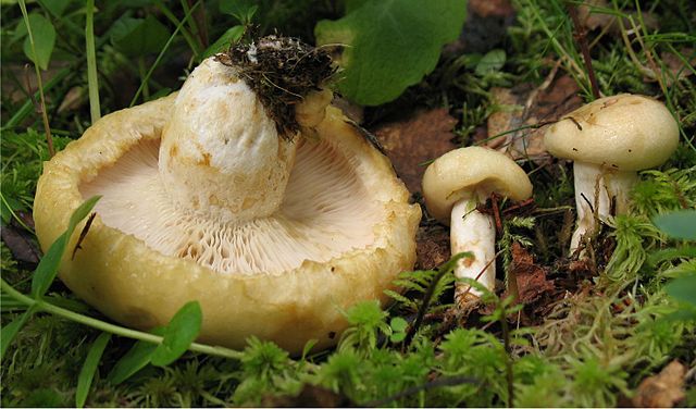 Description de l'image Lactarius tuomikoskii 73818.jpg.