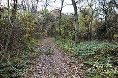 Lady's Wood 7.jpg