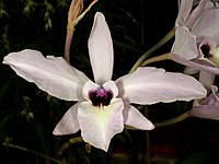 Laelia rubescens