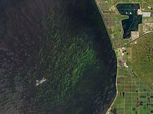 Photo taken on July 1st, 2016 during Lake Okeechobee's extensive algal bloom caused by the increased runoff from the weather conditions of the El Nino event. Lake Okeechobee, Florida by Planet Labs.jpg