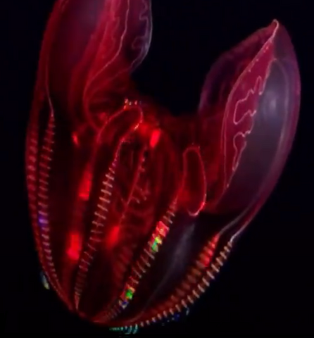 Bloodybelly comb jelly 446px-Lampocteis