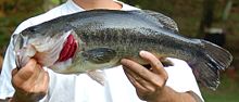 Largemouth bass 2006.jpg