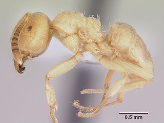 <i>Lasius subglaber</i> Species of ant