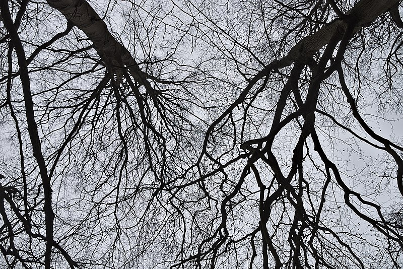 File:Leafless branches and cloudy sky North of Étangs Chabots in Auderghem, Belgium (DSCF2576).jpg