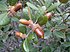 Leaves acorns golden oak1.JPG