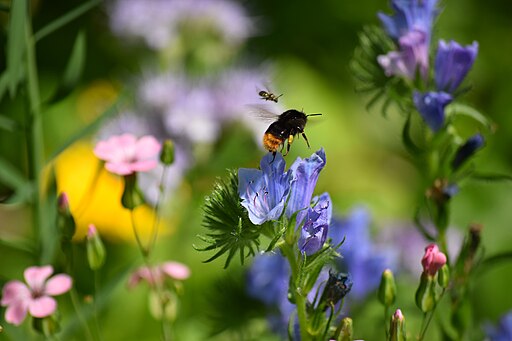 Lebenswertes chemnitz imkerei hummel insekten