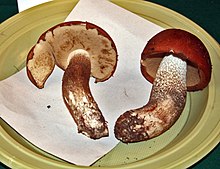 Leccinum vulpinum 1.jpg