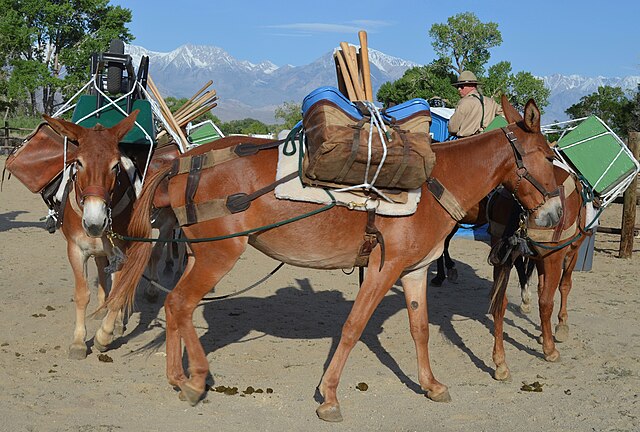 Mules with pack saddles during a demonstration (2014)