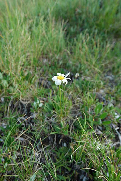 File:Leucanthemum chloroticum Bijela gora, Opuvani do 1600m leg P.Cikovac.jpg