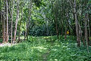 English: Republican biological reserve Liebiadziny. Minsk, Belarus Беларуская: Рэспубліканскі біялагічны заказнік Лебядзіны. Мінск, Беларусь Русский: Республиканский биологический заказник Лебяжий. Минск, Беларусь