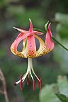 Lilium michauxii 7349.500. jpg