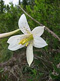 Lilium washingtonianum 3.jpg