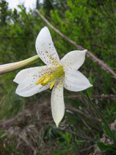 Tập_tin:Lilium_washingtonianum_3.jpg