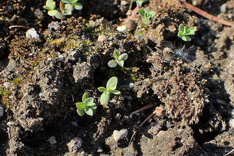 File:Linum flavum kz02.jpg