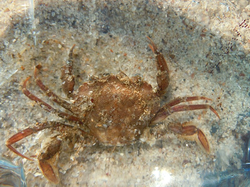 File:Liocarcinus vernalis, Black Sea, Serhiivka 1.jpg