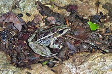 Lithobates brownorum.jpg