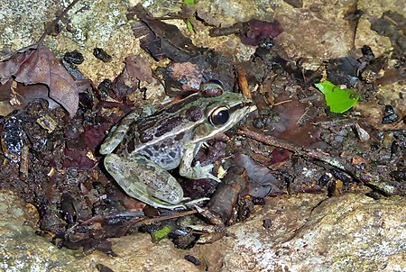 Lithobates brownorum.jpg