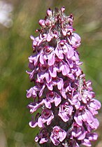 Pedicularis attollens USA - Sierra Nevada