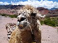 Lama nella Quebrada de Cafayate