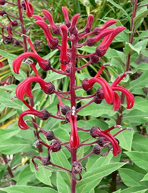 Lobelia tupa inflorescence.jpg