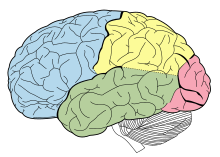 Lobes of the human brain with the frontal lobe shown in blue Lobes of the brain NL.svg