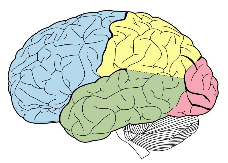 Archivo:Lobes of the brain NL.svg