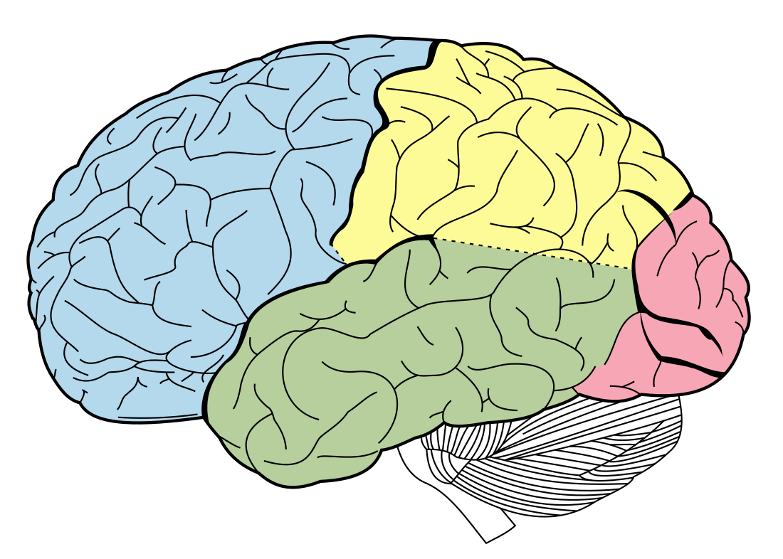 Lobo parietal