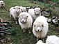 Longwool sheep, Heronslake - geograph.org.uk - 655806.jpg