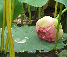 Lotus Nelumbo nucifera Blossom 1800px.jpg