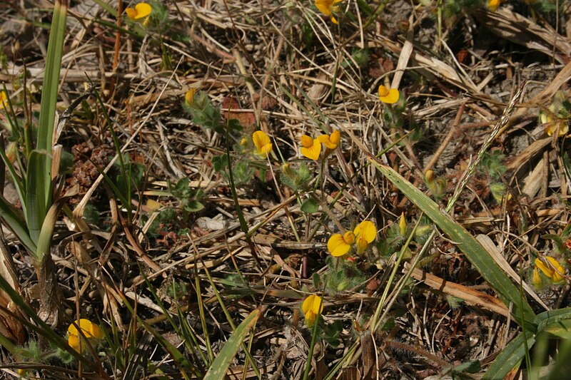 File:Lotus subbiflorus.jpg