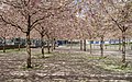 * Nomination Japense cherry (prunus serrulata) next to Luma tram stop. Södra Hammarbyhamnen, Stockholm. --ArildV 12:02, 5 May 2015 (UTC) * Promotion Good quality.--Johann Jaritz 13:48, 5 May 2015 (UTC)