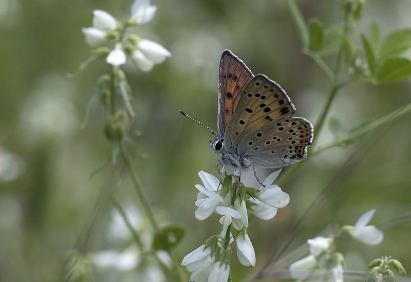 File:Lycaena alciphron - Büyük Morbakır 02.jpg