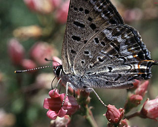 <i>Lycaena arota</i> species of moths